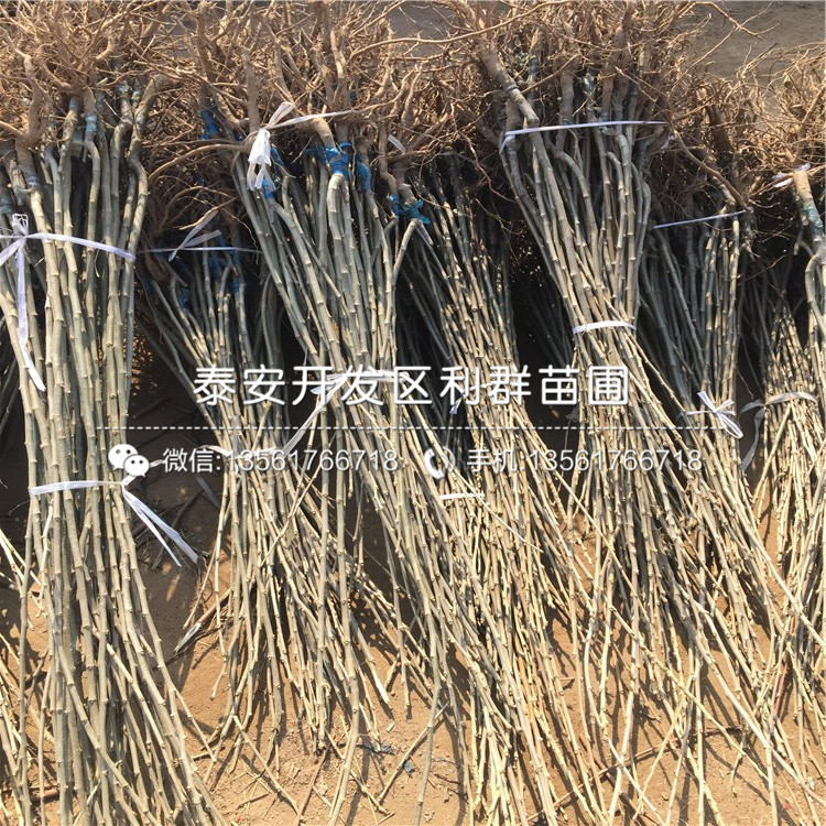 批發(fā)批發(fā)板栗苗、批發(fā)板栗苗價格及報價