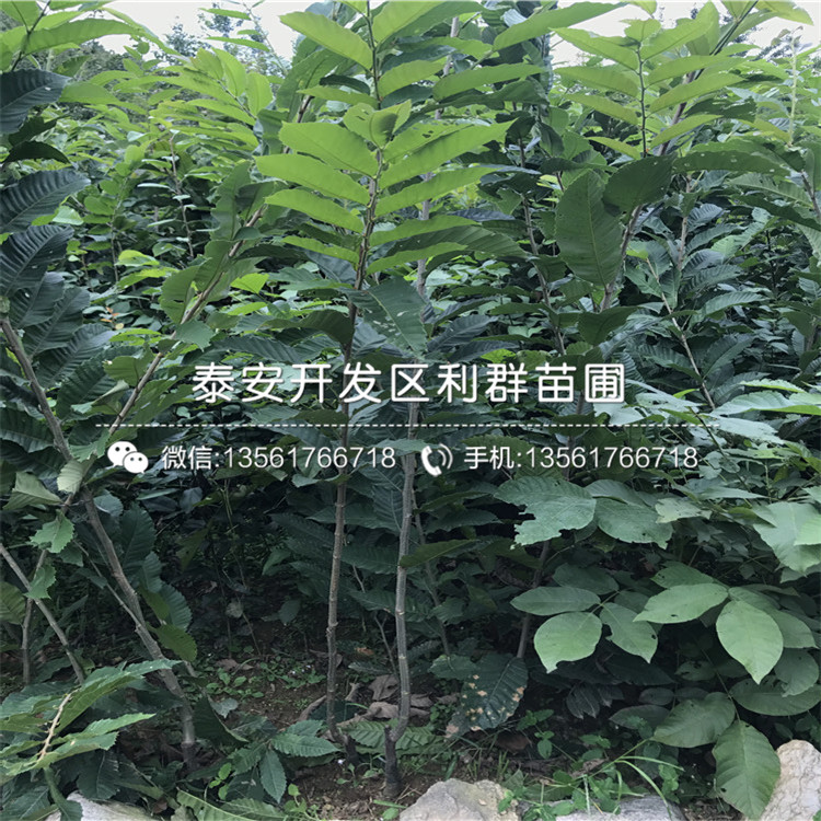 山東大紅袍板栗苗價(jià)格、山東大紅袍板栗苗基地