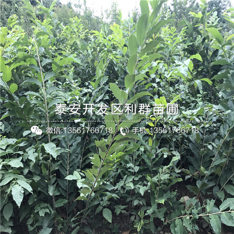 山東板栗樹苗價(jià)格、山東山東板栗樹苗