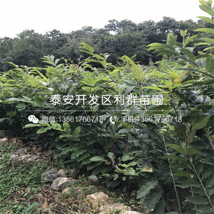 栗子樹苗價格、栗子樹苗價格及基地