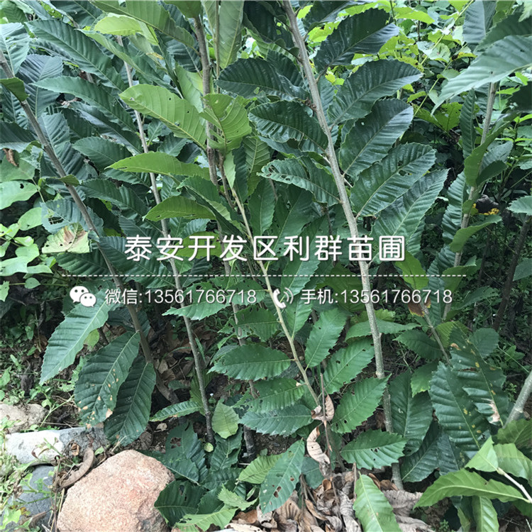 山東油栗子苗、山東油栗子苗價(jià)格及基地