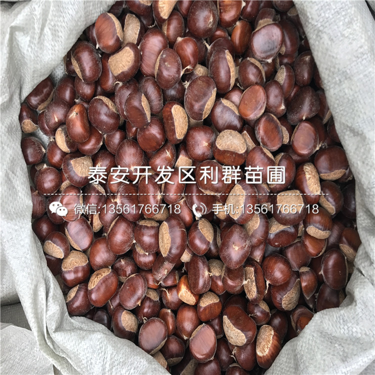 批發(fā)遷西板栗苗、遷西板栗苗價(jià)格及基地