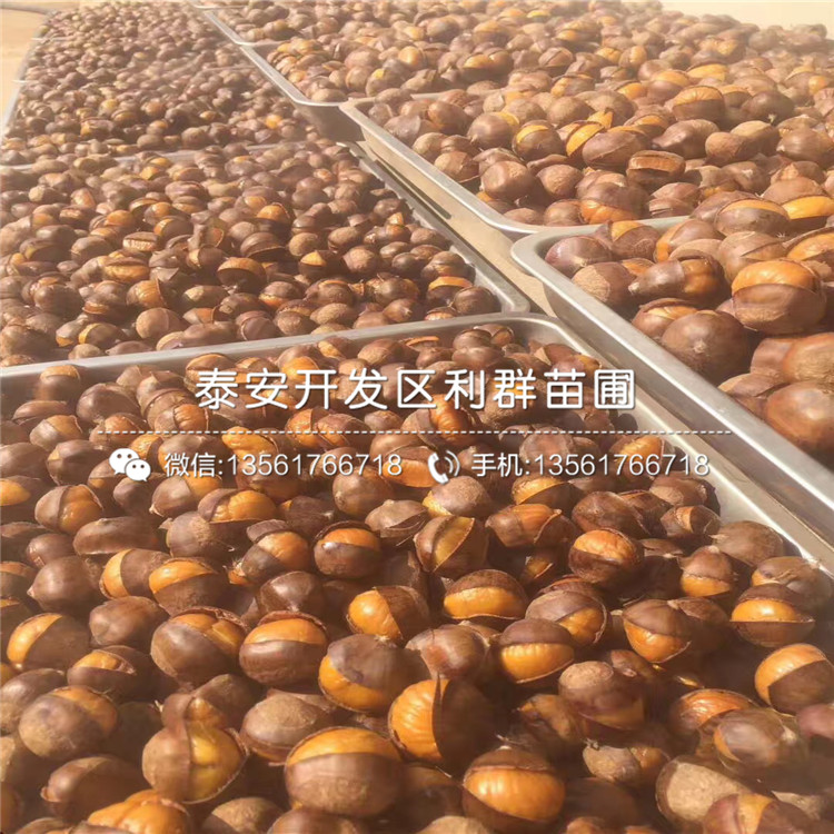 泰山薄殼板栗樹(shù)苗價(jià)格、泰山薄殼板栗樹(shù)苗價(jià)格及報(bào)價(jià)