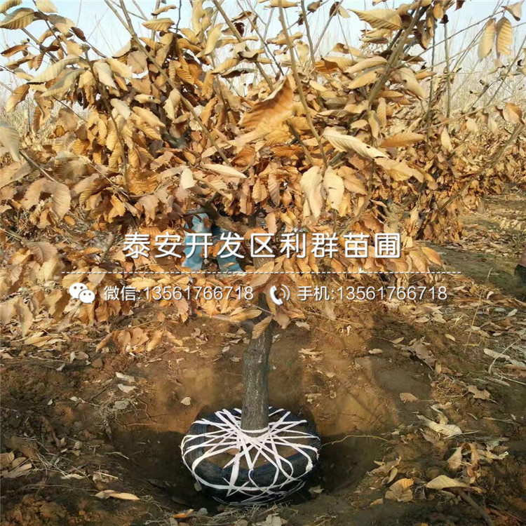 批發(fā)遷西板栗苗、遷西板栗苗價(jià)格及基地