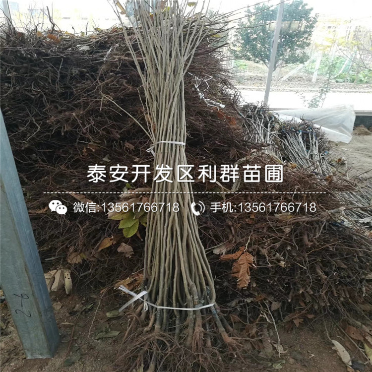 出售燕紅板栗苗、出售燕紅板栗苗價格及基地