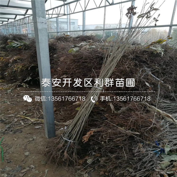 黃棚板栗苗出售、2020年黃棚板栗苗價(jià)格