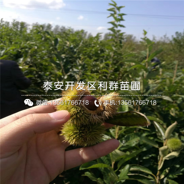 批發(fā)批發(fā)板栗苗、批發(fā)板栗苗價格及報價