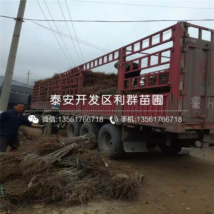 油栗板栗树苗价格、油栗板栗树苗基地