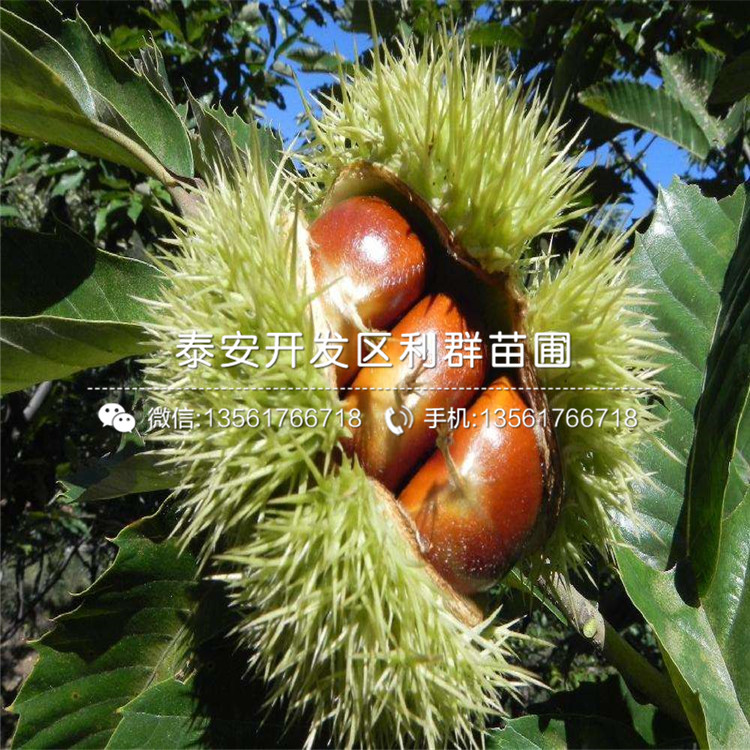 黃棚板栗苗出售、2020年黃棚板栗苗價(jià)格