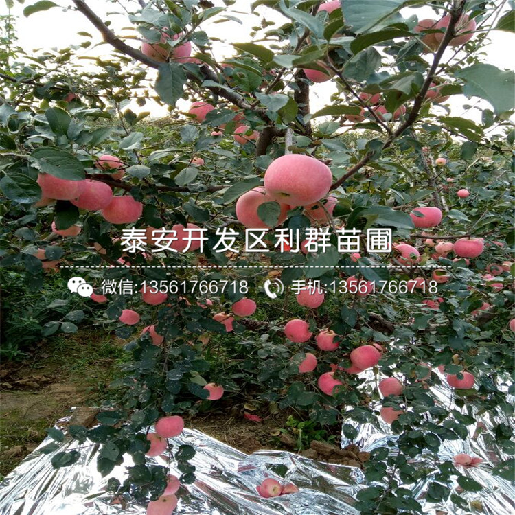 紅嘎啦蘋果苗出售價格、紅嘎啦蘋果苗基地及報價