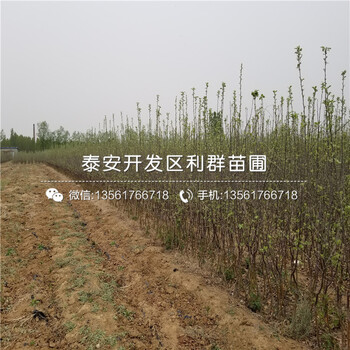 華玉蘋(píng)果樹(shù)苗報(bào)價(jià)及價(jià)格