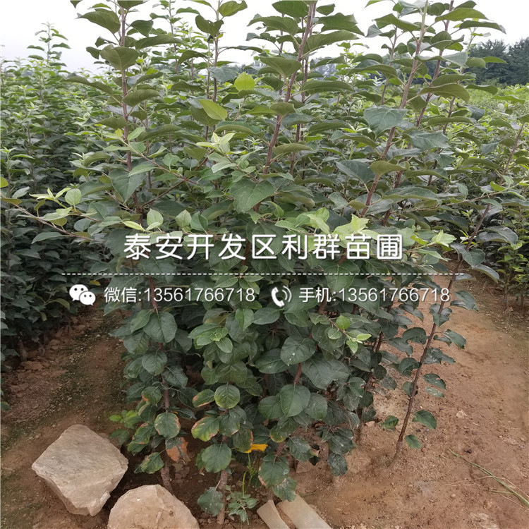 信濃金蘋果樹苗基地及價(jià)格