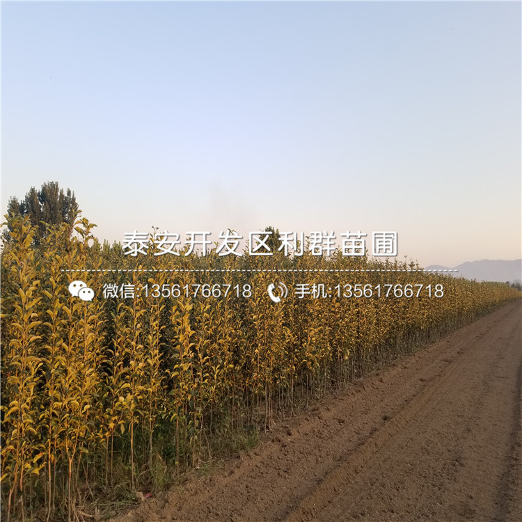 新品種hff63蘋果樹苗、hff63蘋果樹苗價格及報價
