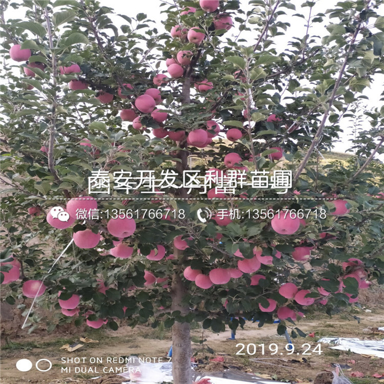 M26蘋果樹苗基地及報(bào)價(jià)