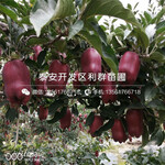 润太一号苹果树苗品种介绍、2020年润太一号苹果树苗价格