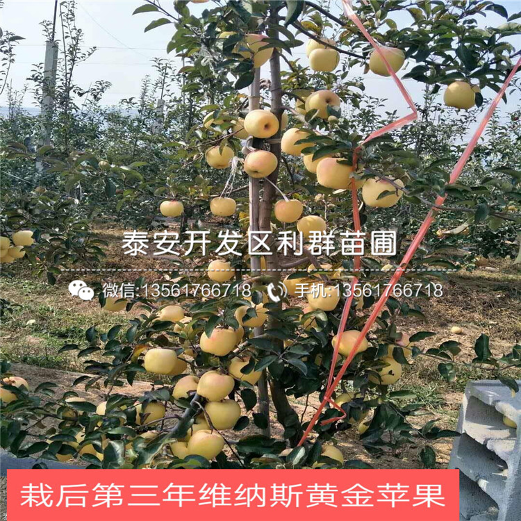 长富2号苹果树苗批发价格