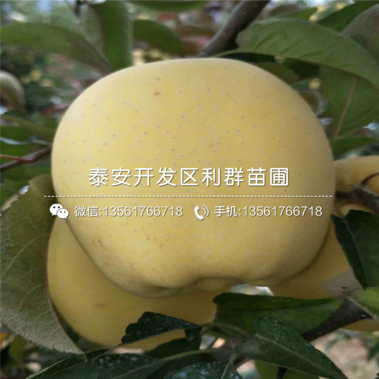 富士蘋果苗、富士蘋果苗基地