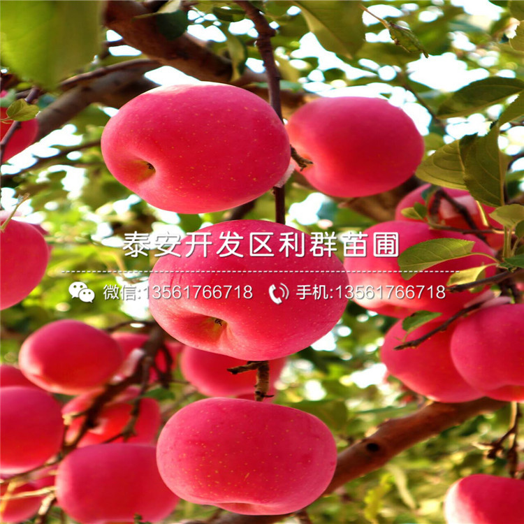 出售弘前富士蘋果樹苗、弘前富士蘋果樹苗價(jià)格及基地
