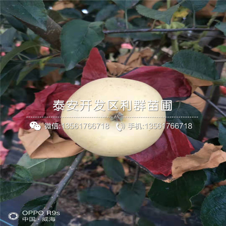 長(zhǎng)富2號(hào)蘋(píng)果樹(shù)苗價(jià)格、長(zhǎng)富2號(hào)蘋(píng)果樹(shù)苗報(bào)價(jià)