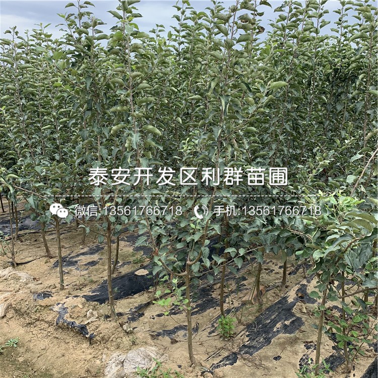 出售众成三号苹果树苗、众成三号苹果树苗基地