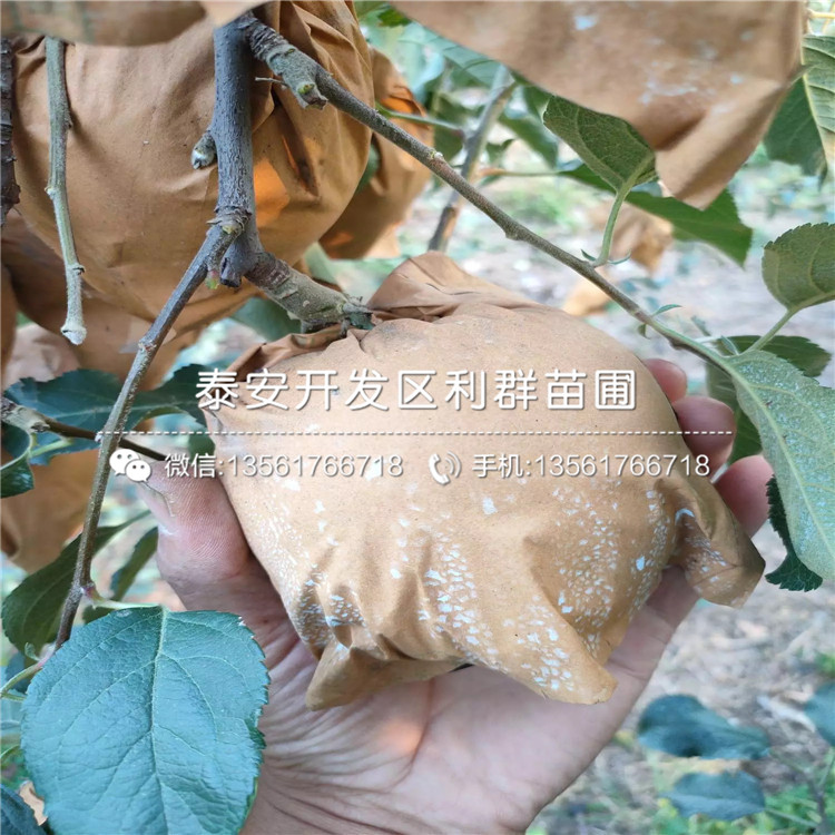 煙富10號蘋果樹苗品種介紹、煙富10號蘋果樹苗價格及報價