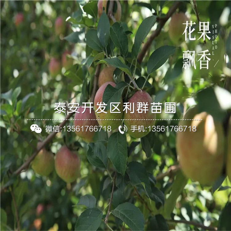 山東長富蘋果苗報(bào)價(jià)