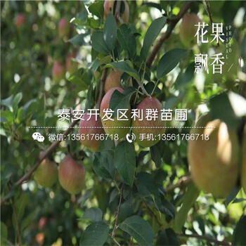 雙矮蘋果苗報價、雙矮蘋果苗價格及報價