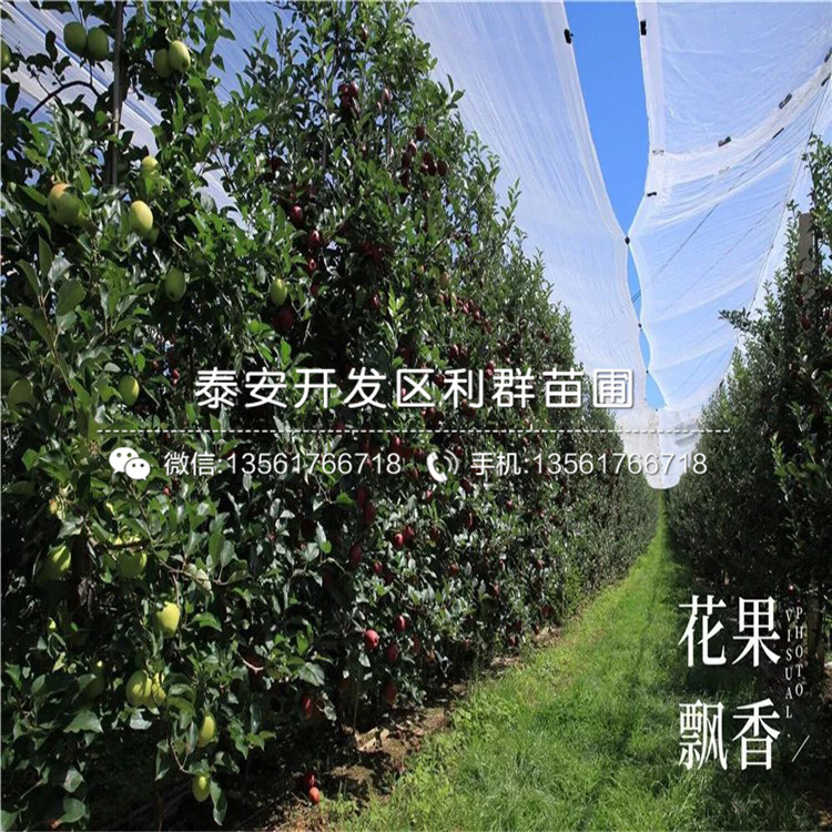 山東1公分蘋果樹(shù)苗新品種