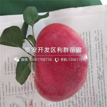 5公分蘋果樹苗出售基地、5公分蘋果樹苗價(jià)格及報(bào)價(jià)