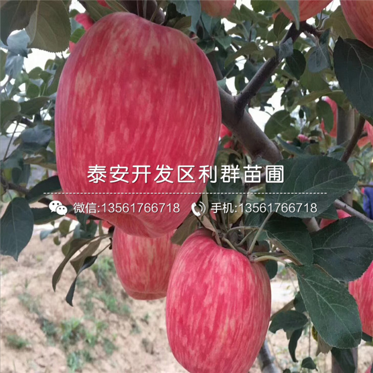 煙富八號蘋(píng)果樹(shù)苗品種介紹、2020年煙富八號蘋(píng)果樹(shù)苗價(jià)格