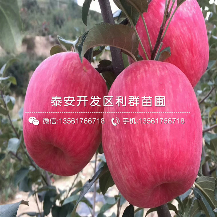 新品種紅星蘋果苗、新品種紅星蘋果苗價格