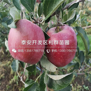 山東雙矮蘋果苗