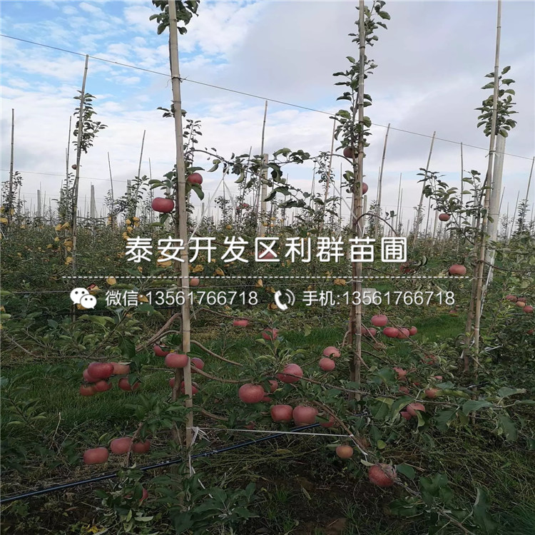 烟富111苹果树苗、烟富111苹果树苗出售