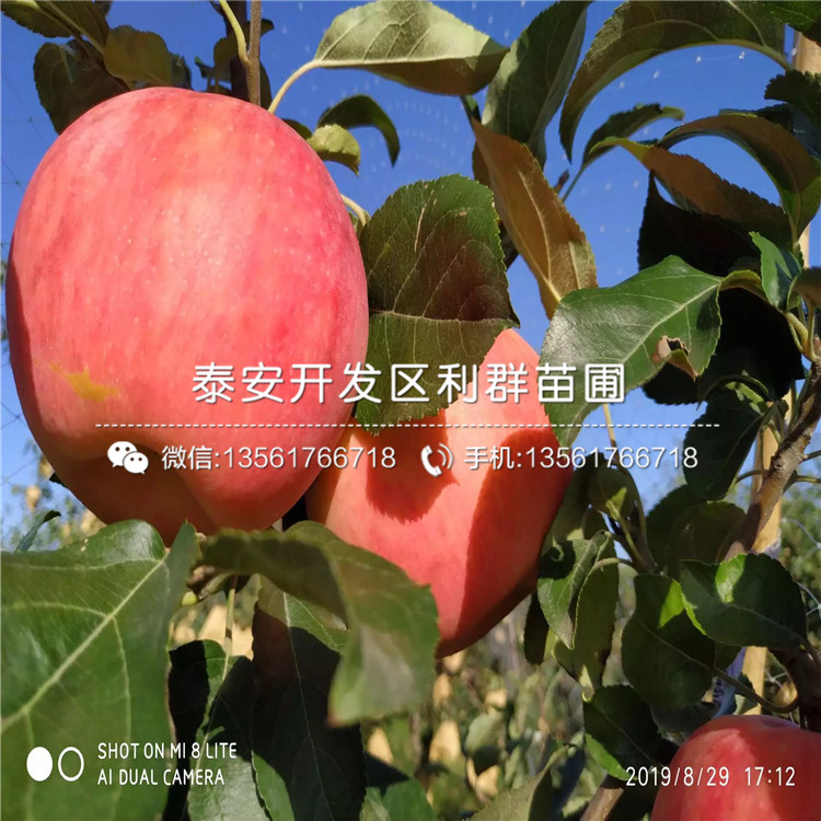 花牛蘋果樹苗新品種、花牛蘋果樹苗價(jià)格及基地
