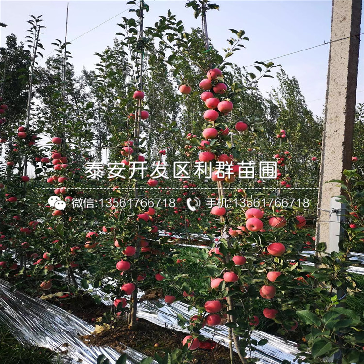 神富六號蘋果苗價格、神富六號蘋果苗基地