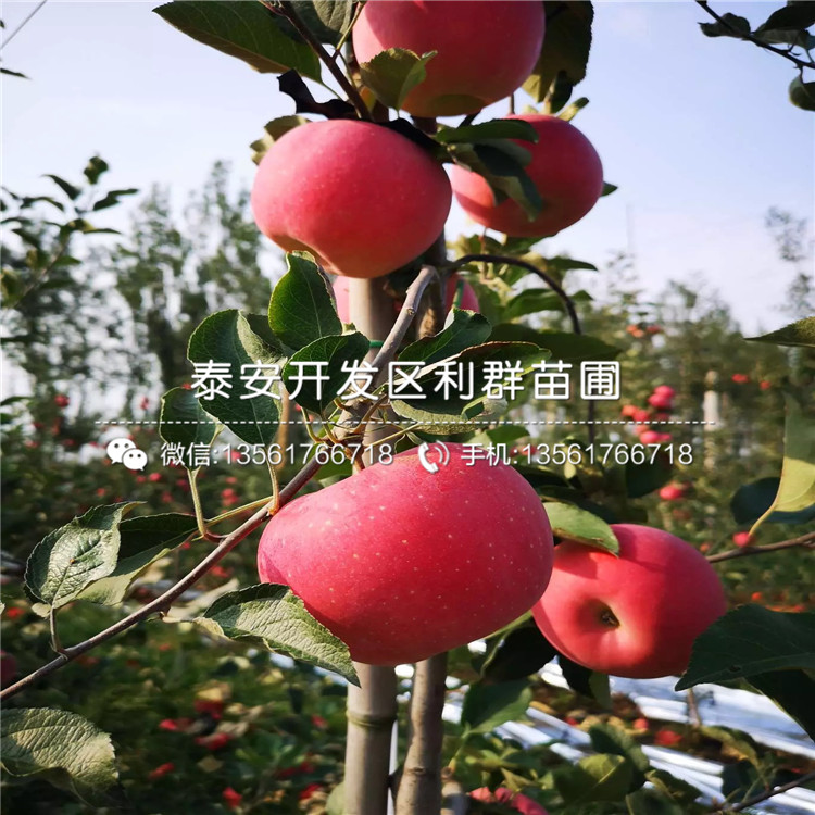 2020年紅露蘋果苗報(bào)價(jià)、2020年紅露蘋果苗價(jià)格