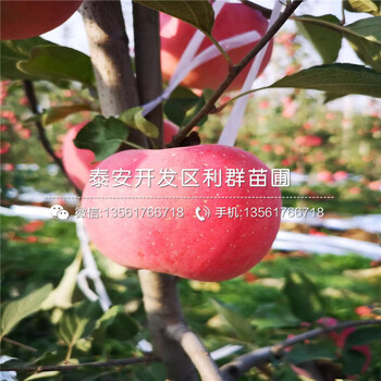 雞心果樹苗報(bào)價、雞心果樹苗價格