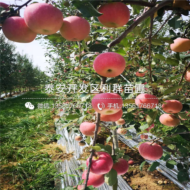 煙富八號蘋果樹苗出售、煙富八號蘋果樹苗基地