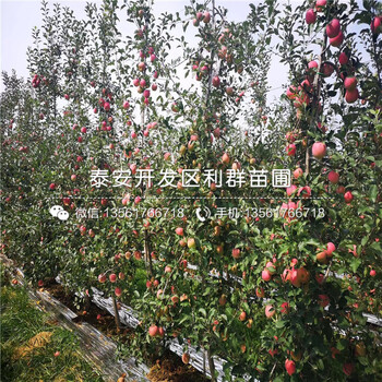 潤太一號蘋果樹苗、潤太一號蘋果樹苗基地及價格