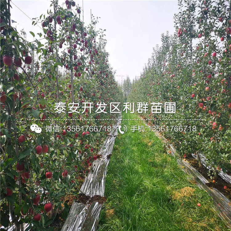 懒富苹果树苗出售、懒富苹果树苗基地