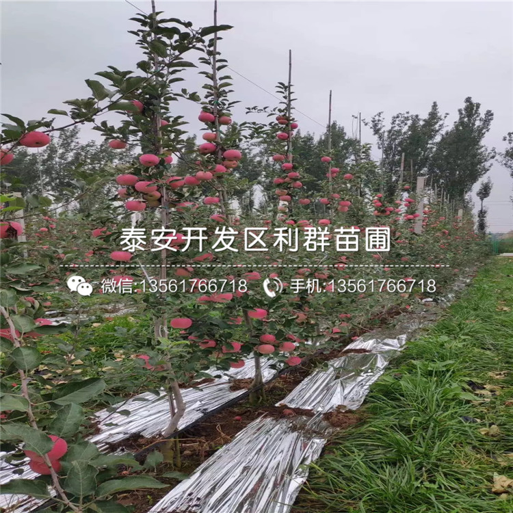 雞心果樹苗價格、雞心果樹苗出售