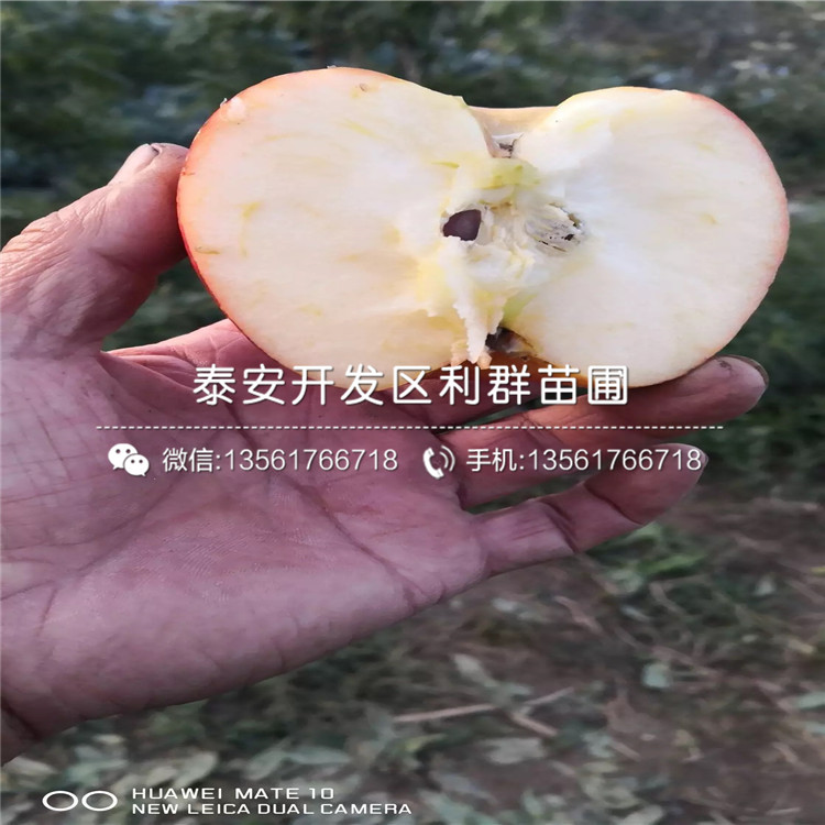 世界一号苹果树苗出售价格、世界一号苹果树苗基地及报价