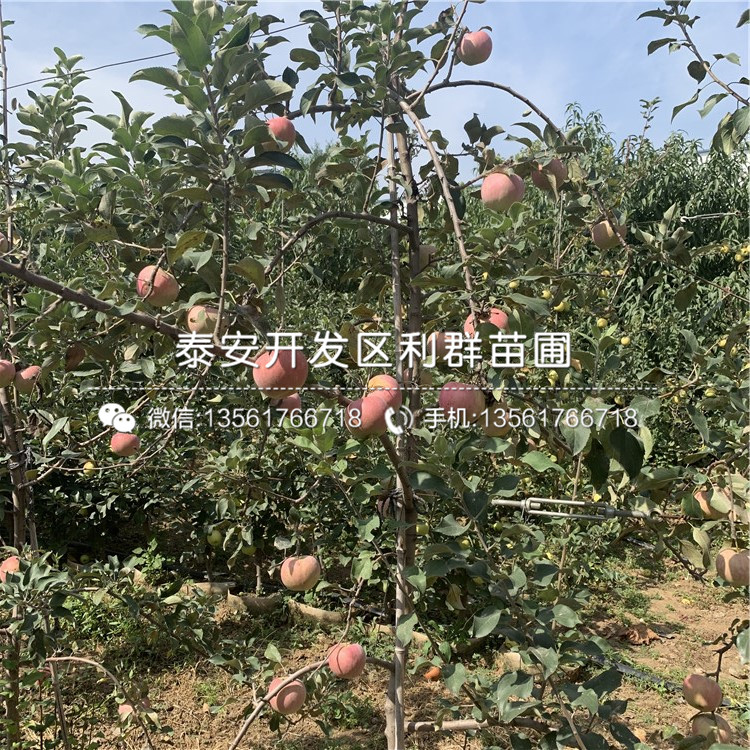 山东明月苹果树苗、明月苹果树苗新品种