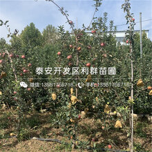 红露苹果苗品种图片