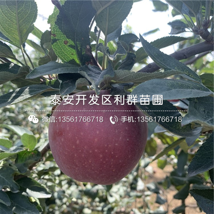 紅嘎啦蘋果苗出售價格、紅嘎啦蘋果苗基地及報價
