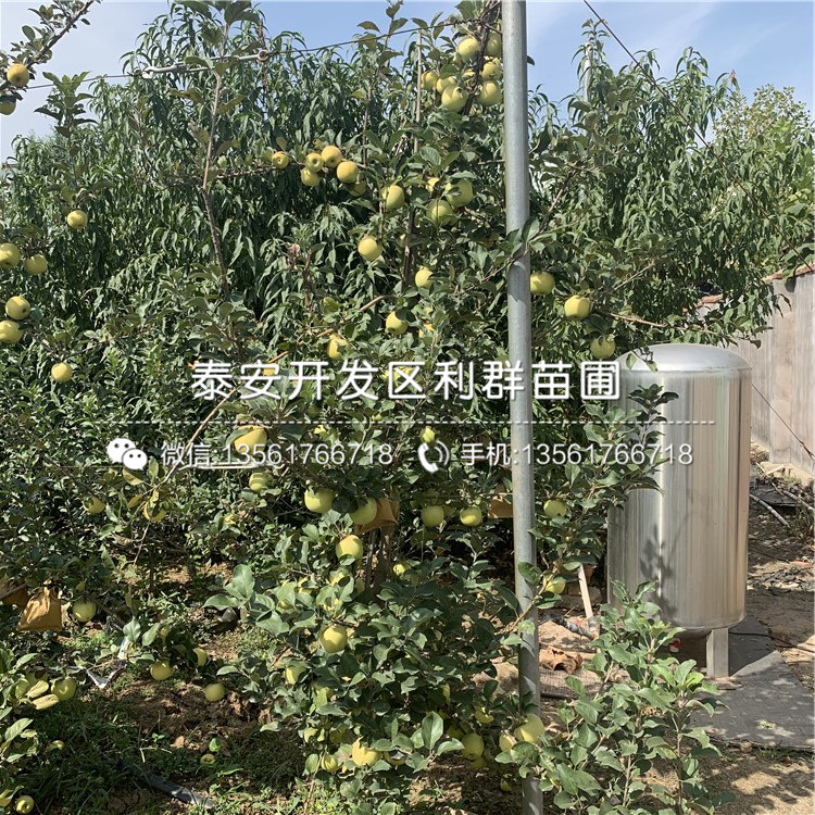 潤(rùn)太一號(hào)柱狀蘋果苗價(jià)格、潤(rùn)太一號(hào)柱狀蘋果苗報(bào)價(jià)
