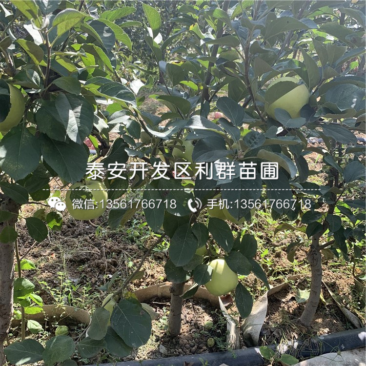 秦冠蘋果樹苗批發(fā)基地、秦冠蘋果樹苗報價及價格