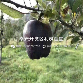 紅肉蘋果樹苗價格、紅肉蘋果樹苗報價及價格