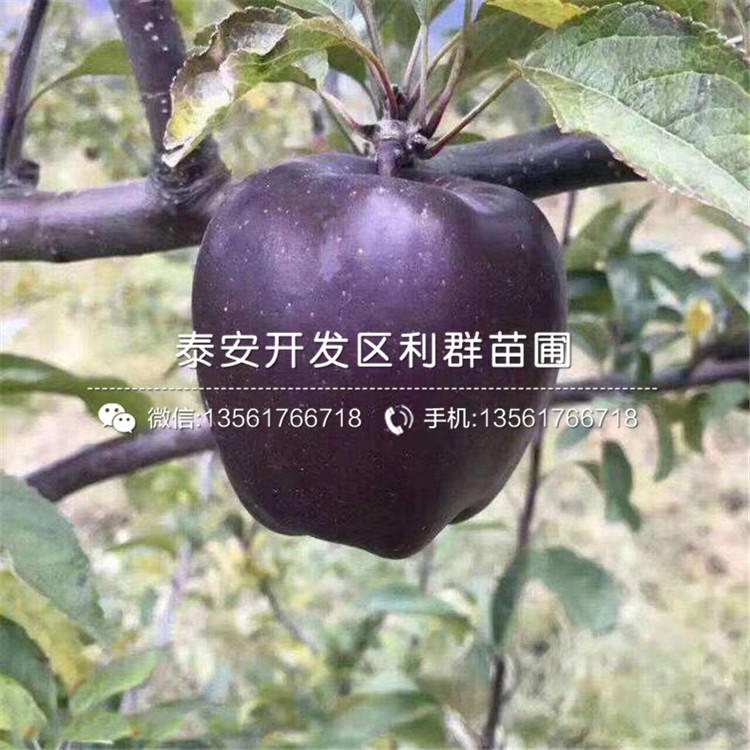 明月蘋果苗價格及基地