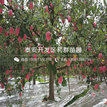 烟富10号苹果树苗批发价格、2020年烟富10号苹果树苗价格图片